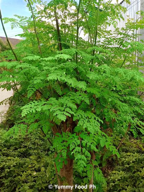 Moringa (Malunggay) .